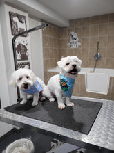 Small Size Dog Grooming Appointmnet