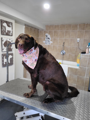 Large Size 🐾 NOT HAIR TRIMMING. Bath, Brush, dry & Nails Grooming Appointment