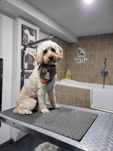 Medim Size Dog Grooming