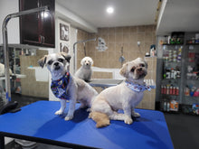 Small Size Dog Grooming Appointmnet