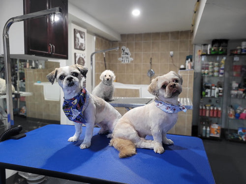 Small Size Dog Grooming Appointmnet