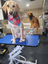 Large Size Dog Grooming Appointment