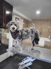 Large Size Dog Grooming Appointment