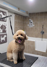 Medim Size Dog Grooming