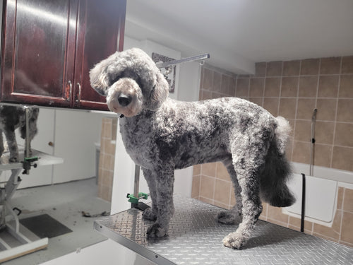 Large Size Dog Grooming Appointment